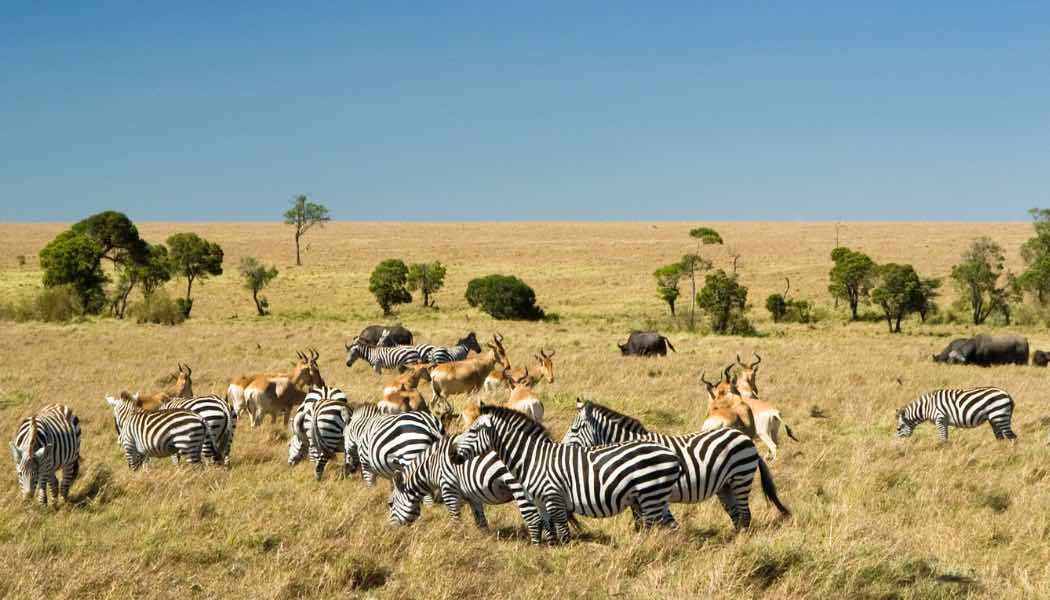 Voyage sur-mesure, Le parc national du Masai Mara : un joyau de la faune africaine