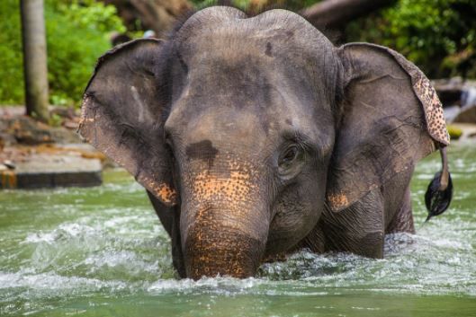 Voyage sur-mesure, Centre de conservation des éléphants (Thai Elephant Home)