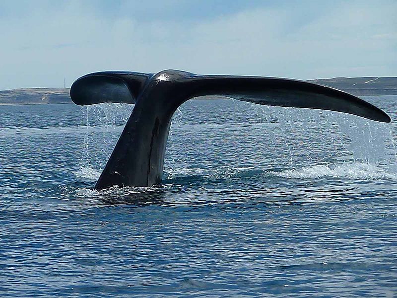 Voyage sur-mesure, La région du Chubut