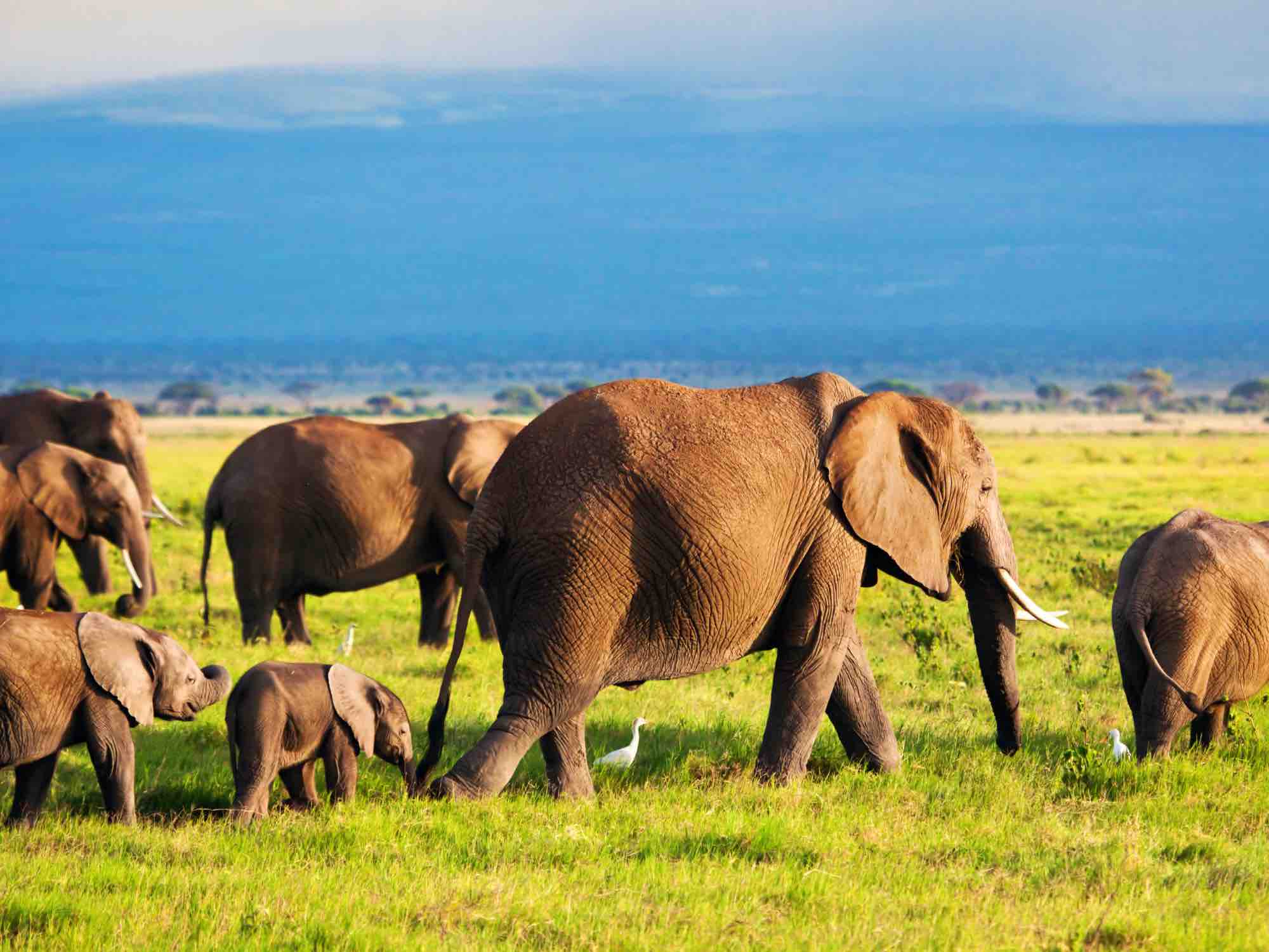 Voyage sur-mesure, Que voir au parc national d'Amboseli ?