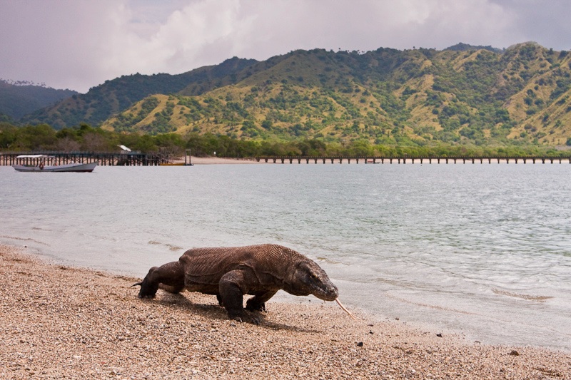 Voyage sur-mesure, Voir les dragons de Komodo