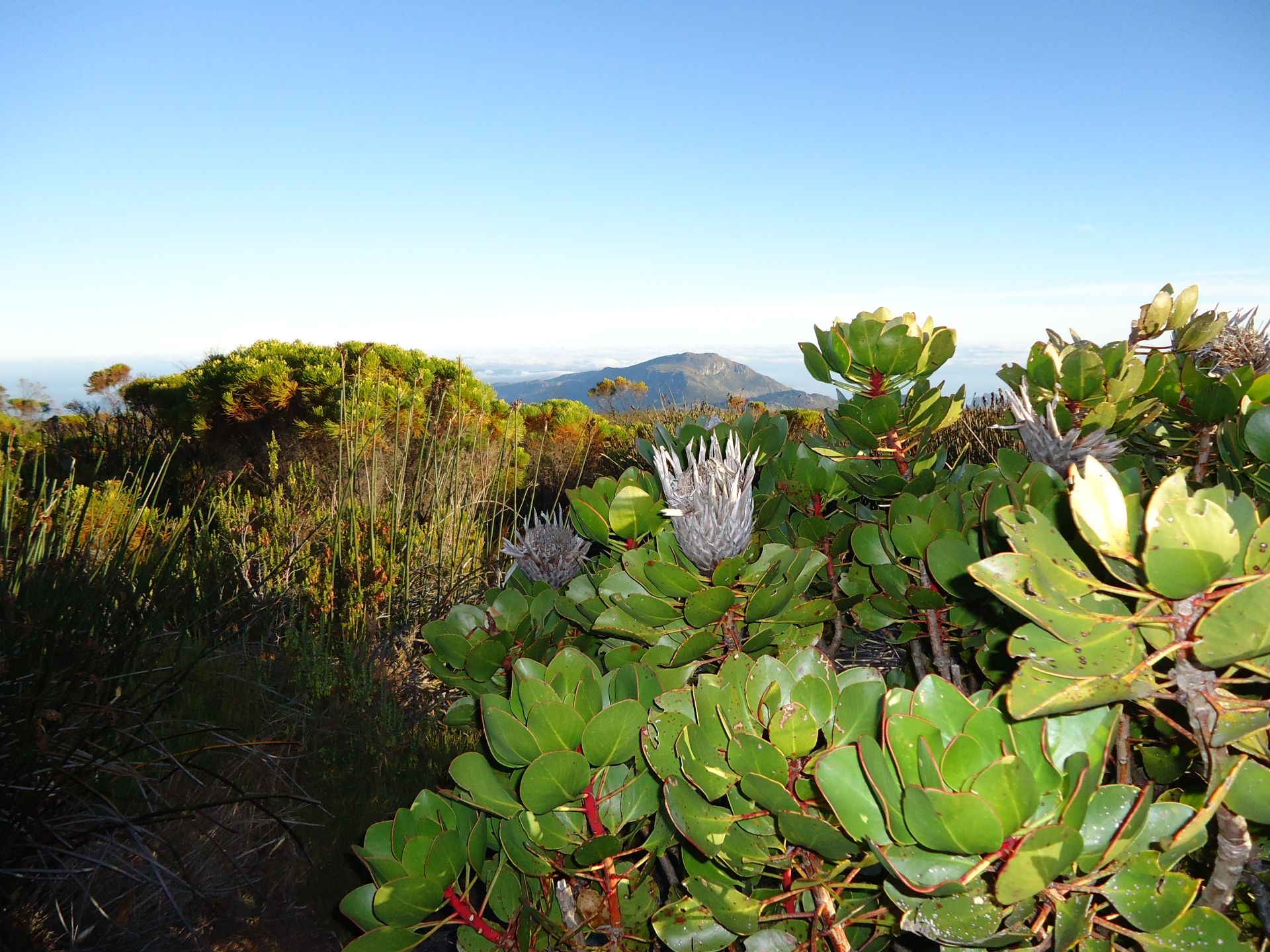 Voyage sur-mesure, Le jardin botanique de Kirstenbosch