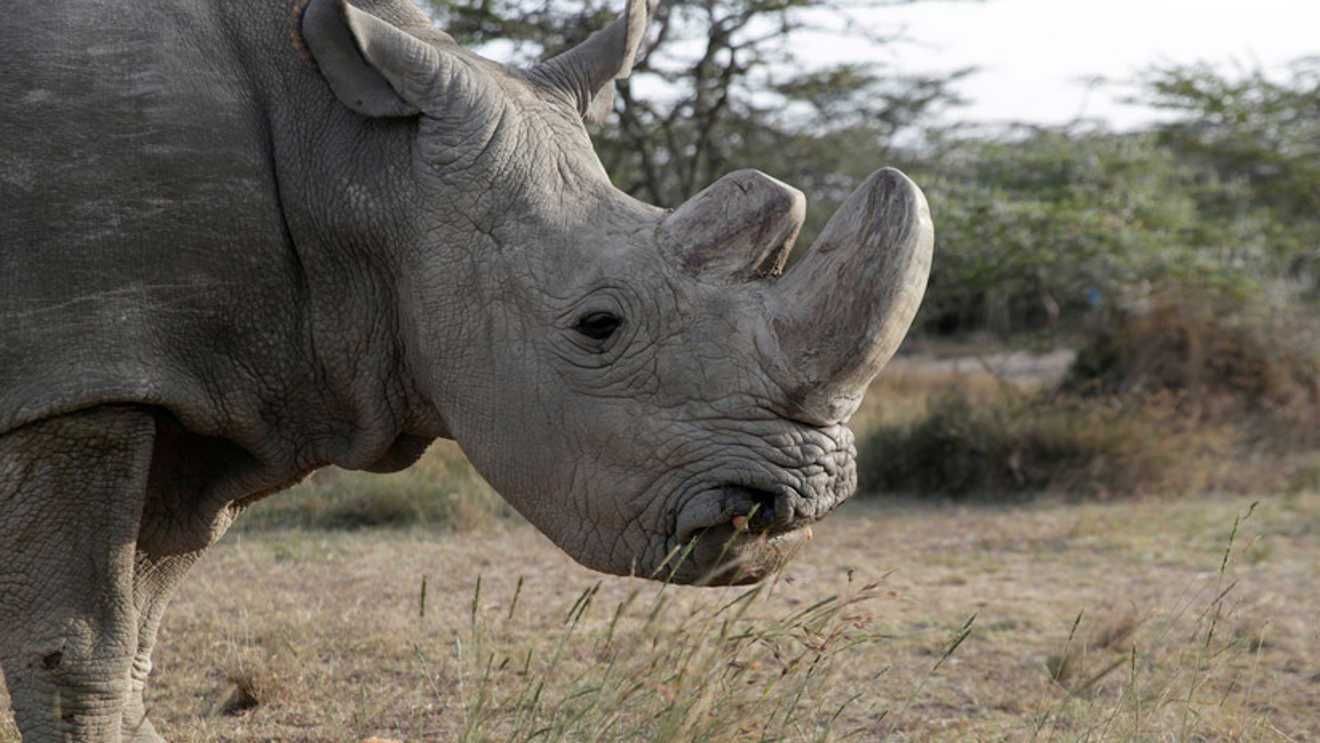 Voyage sur-mesure, Protection des rhinocéros blancs