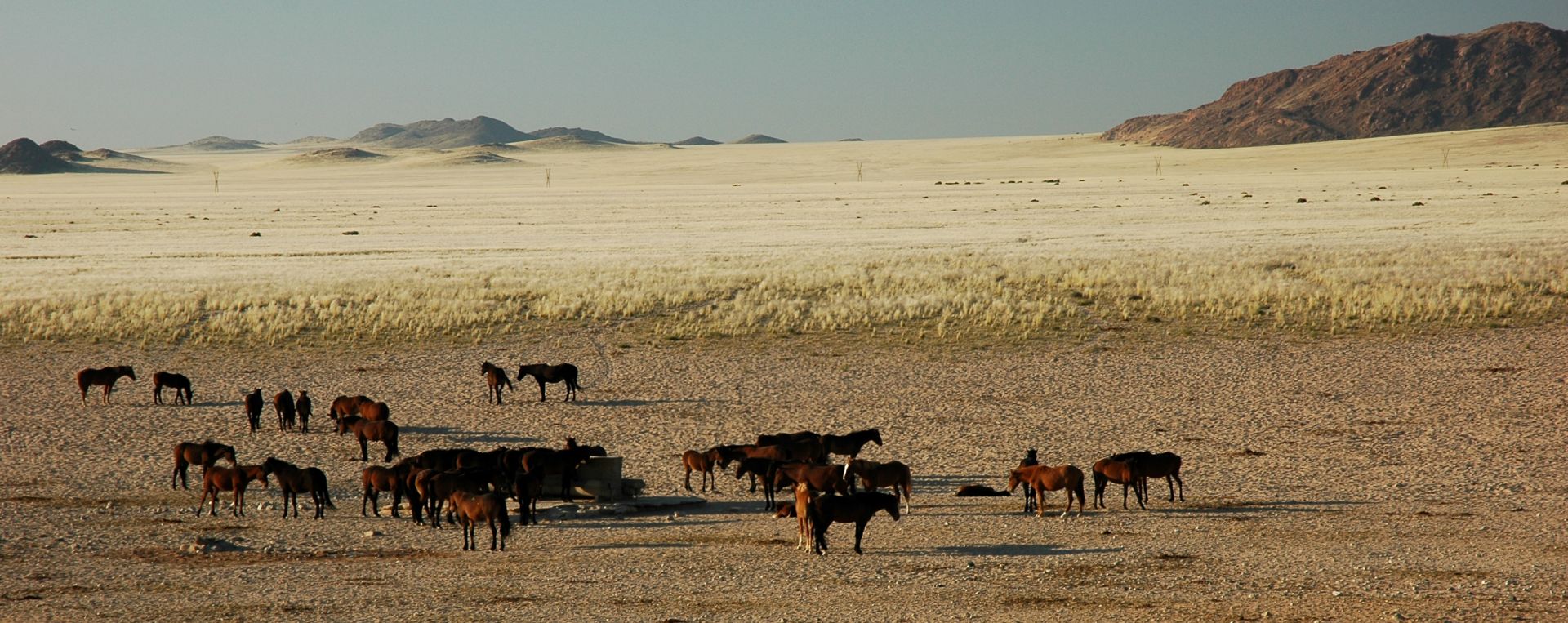 Voyage sur-mesure, La rare faune du Namib