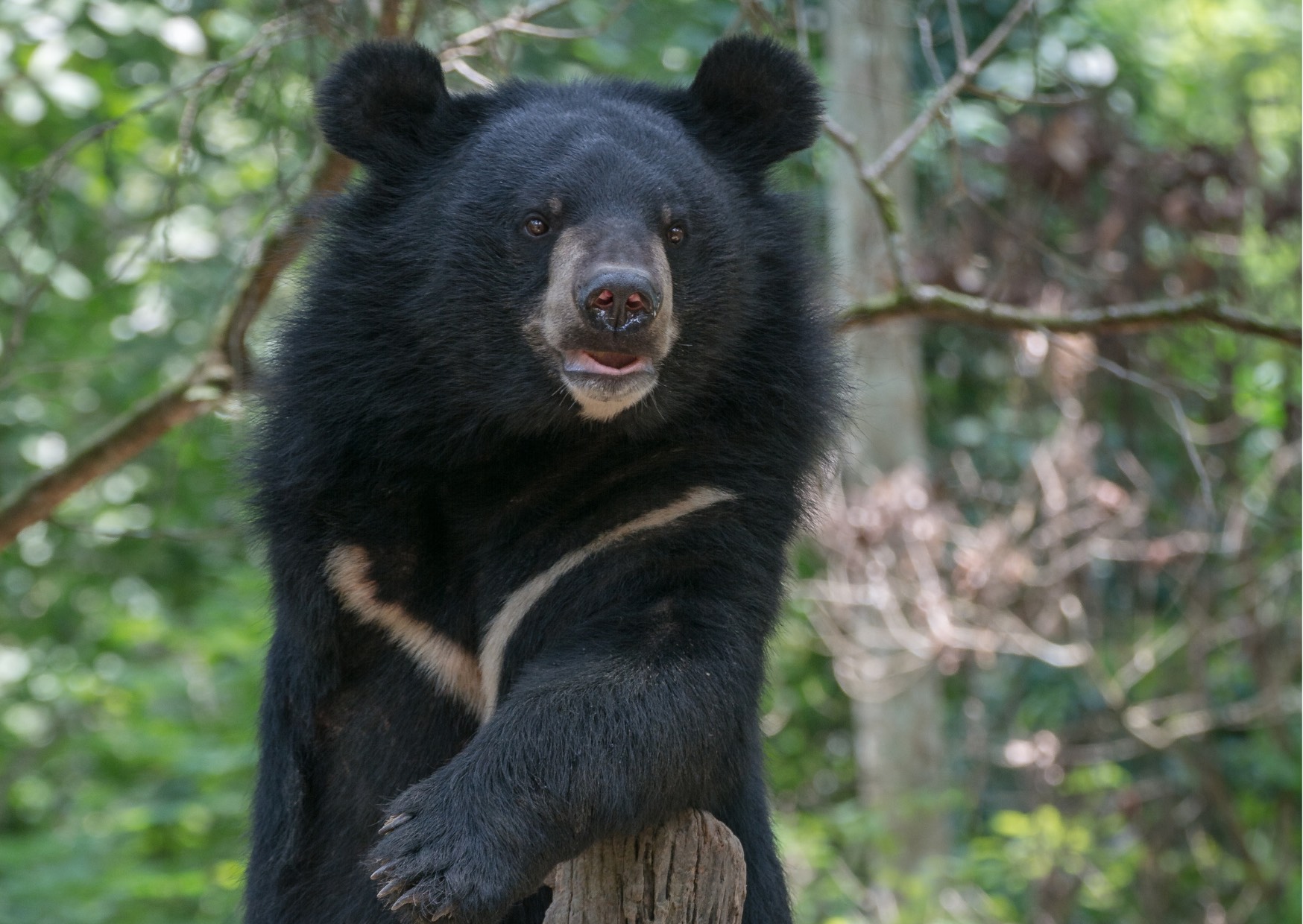 Voyage sur-mesure, Le cœur du Laos et ses animaux sauvages