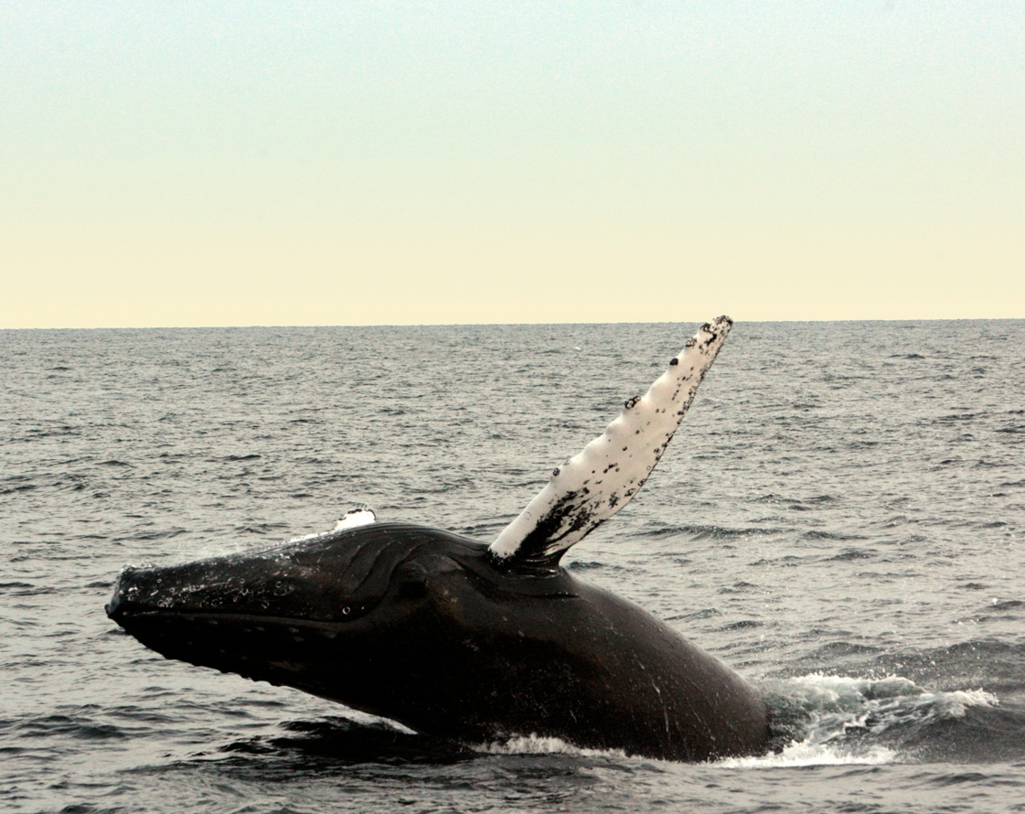 Voyage sur-mesure, Où et quand voir les baleines au Costa Rica ?