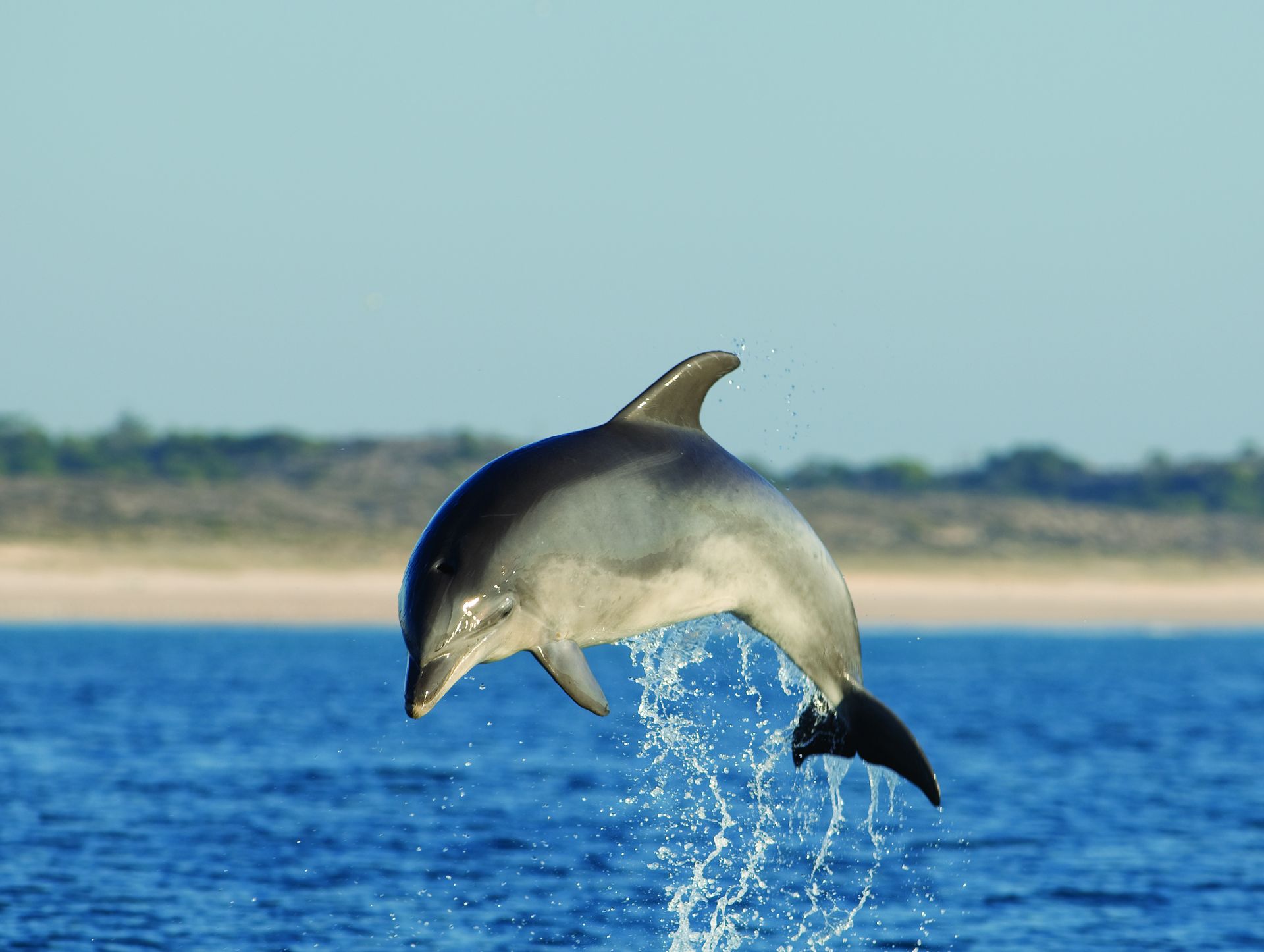 Voyage sur-mesure, Sortie observation dauphins