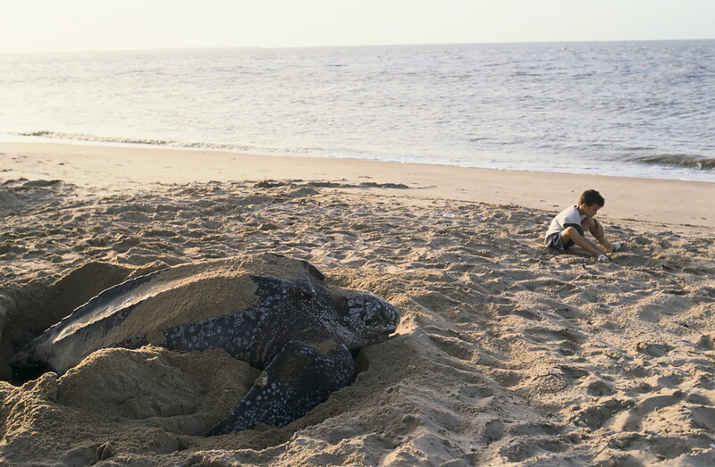 Voyage sur-mesure, Où et quand voir les tortues au Costa Rica ?