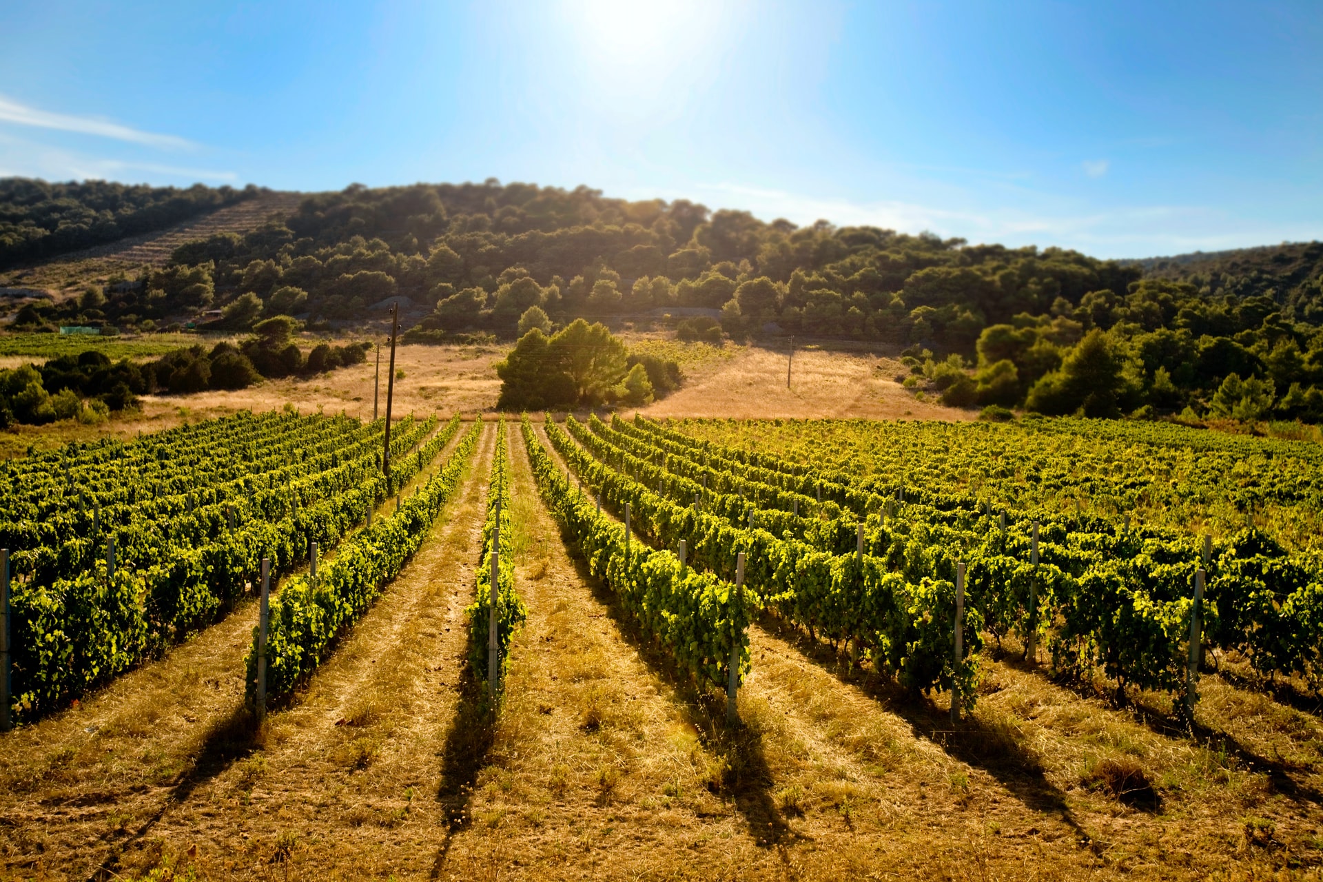 Voyage sur-mesure, Les vignes et cépages