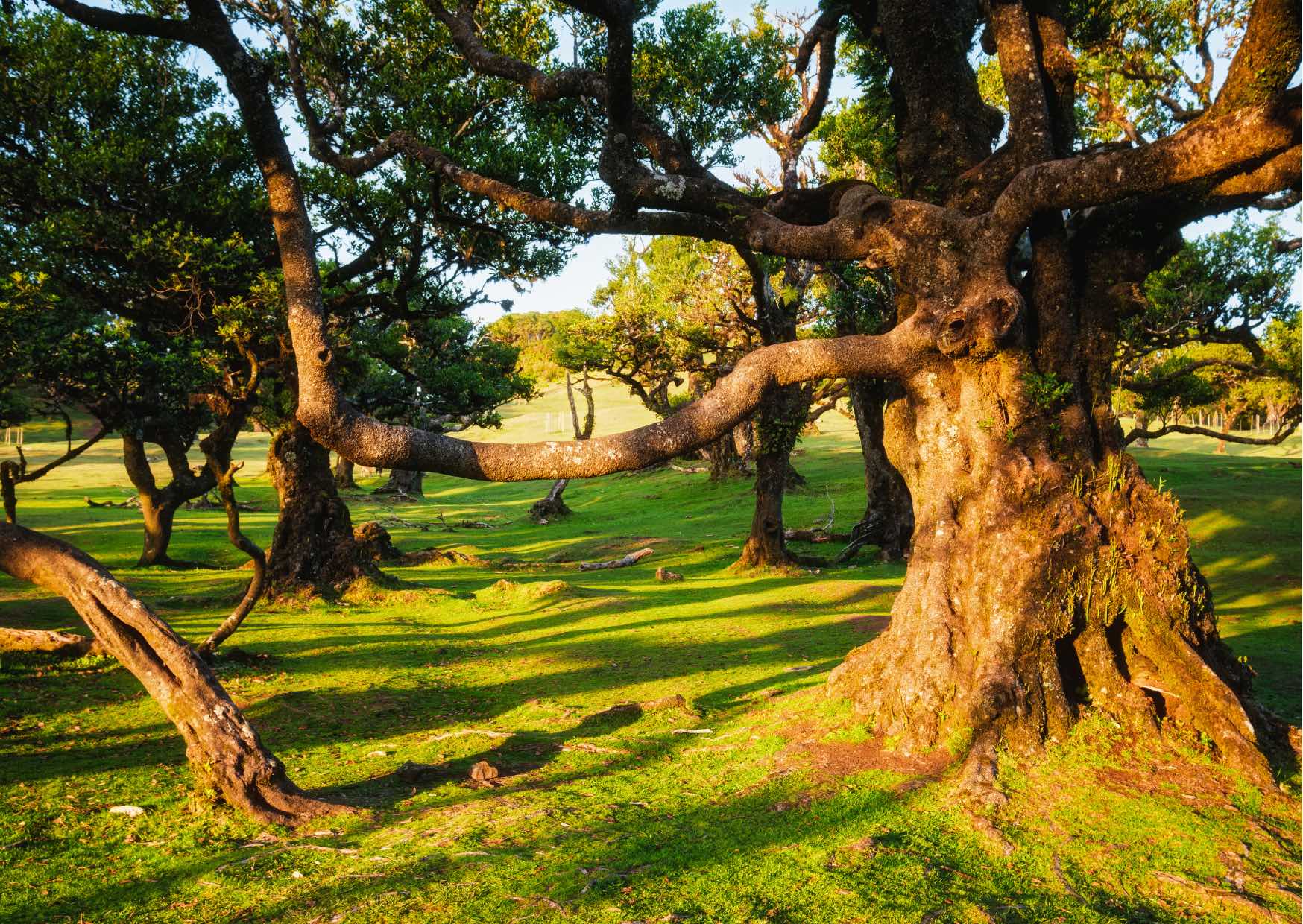 Voyage sur-mesure, Exploration de la forêt de Fanal, un trésor de Madère