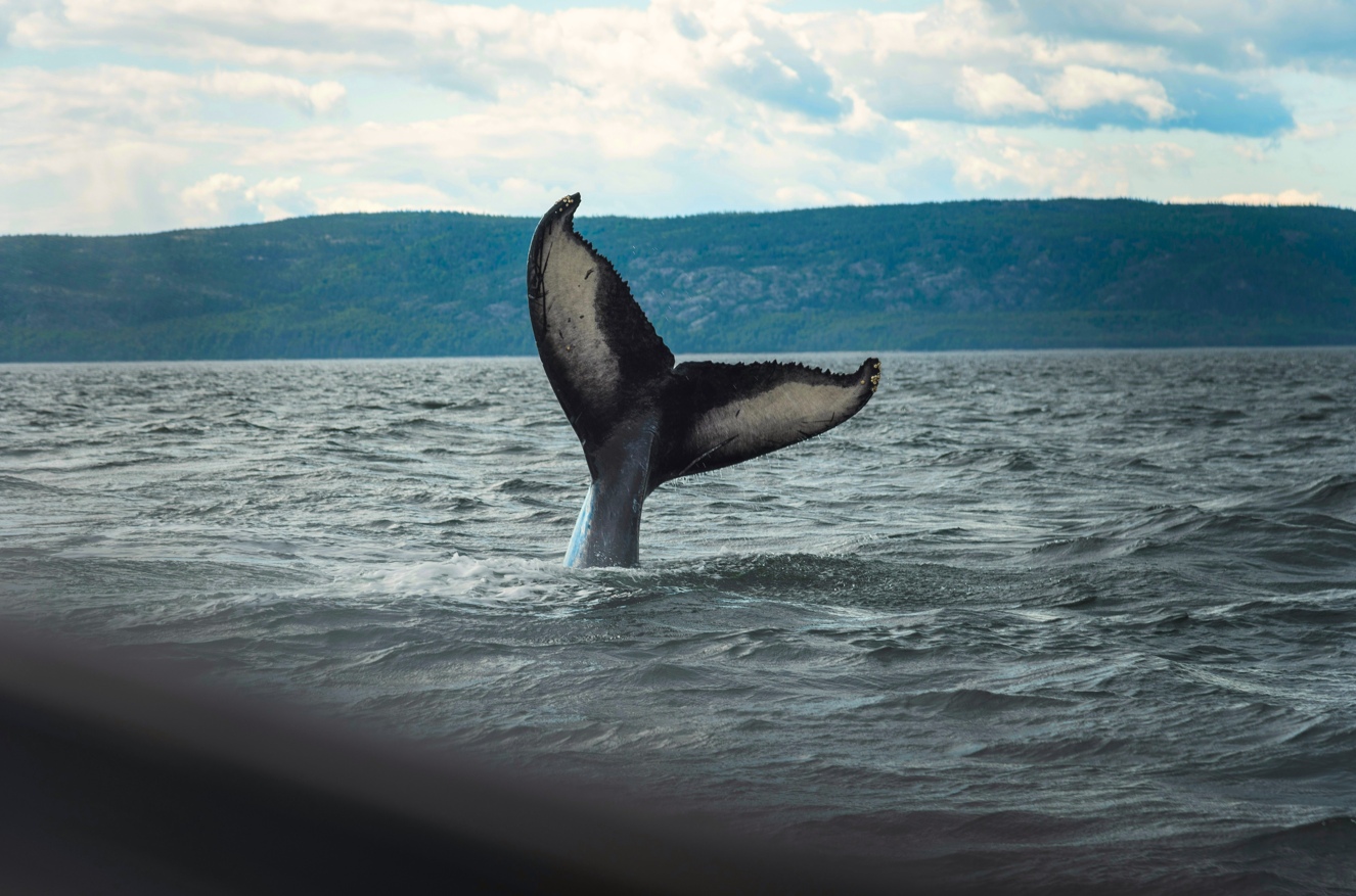 Voyage sur-mesure, Le fleuve Saint-Laurent et les baleines