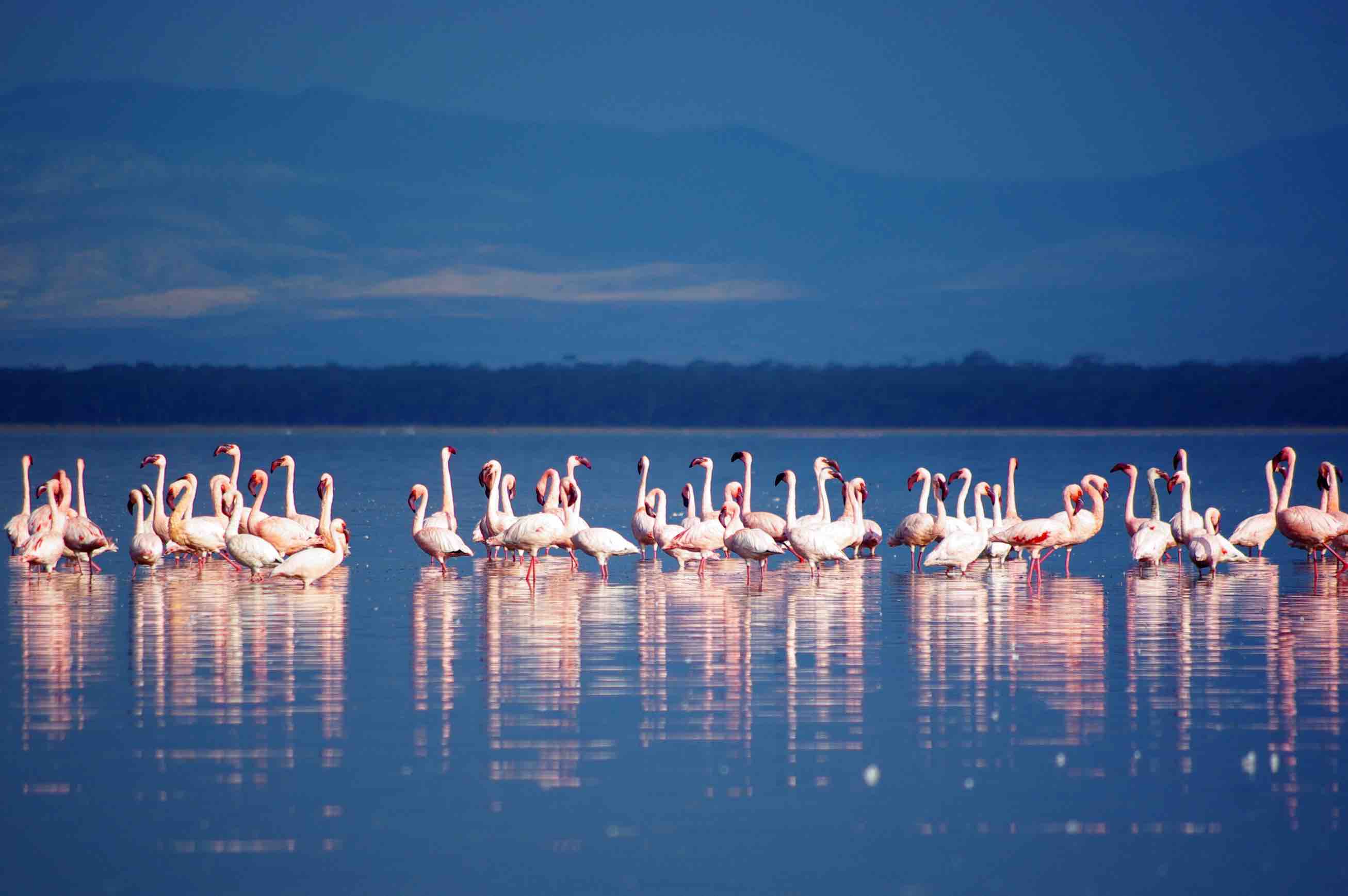 Voyage sur-mesure, Que voir autour du lac Nakuru ?