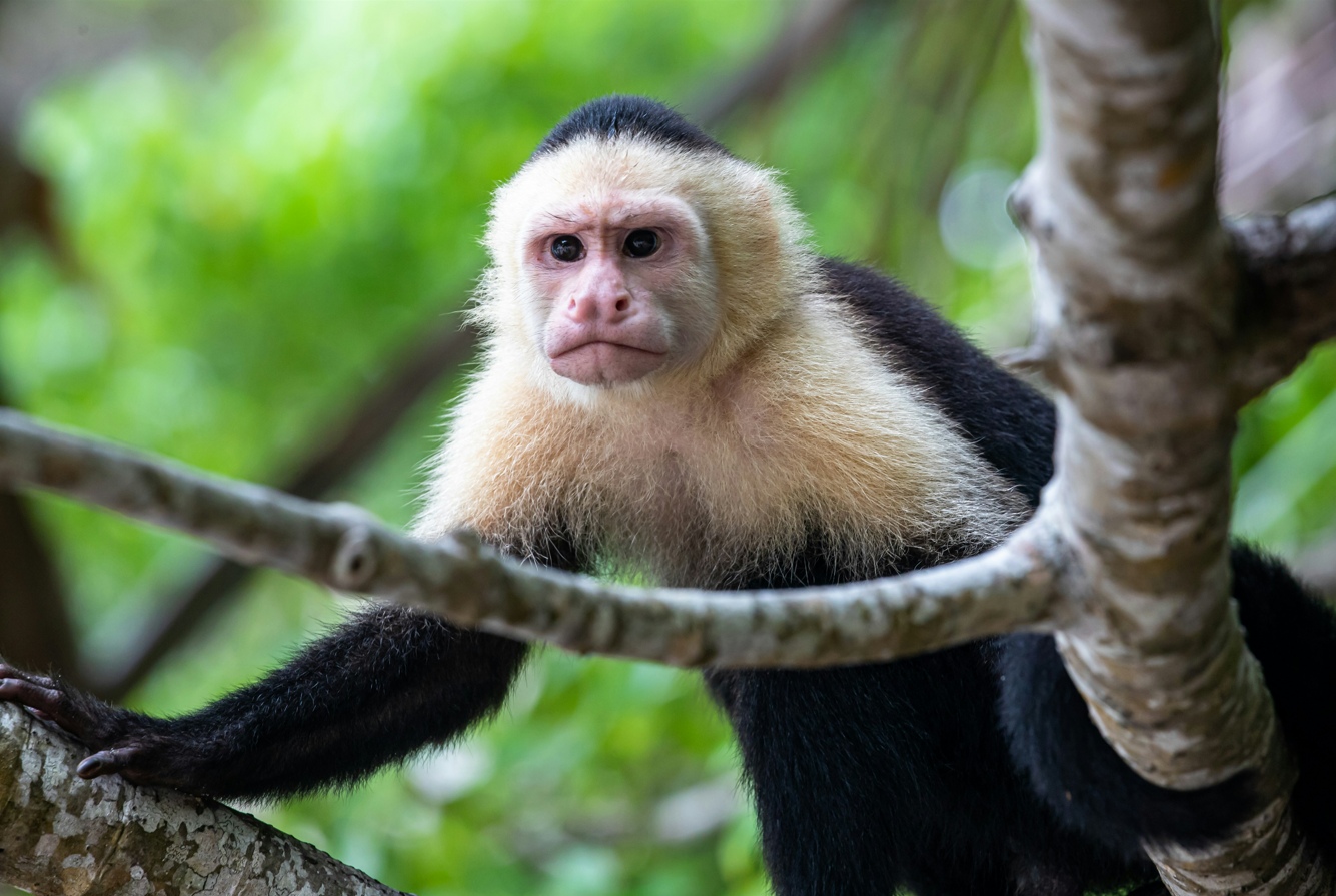 Voyage sur-mesure, Les animaux du Costa Rica