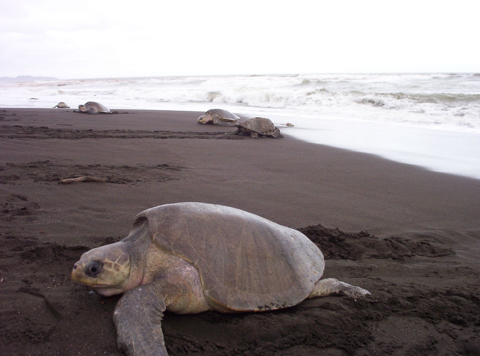 Voyage sur-mesure, Voir les tortues luth à Tortugero