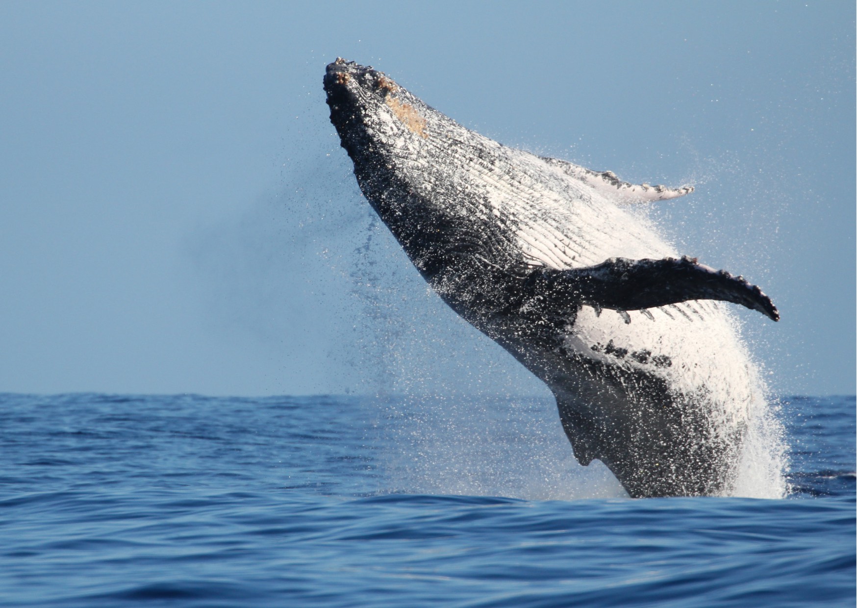 Voyage sur-mesure, Où et quand voir les baleines à La Réunion
