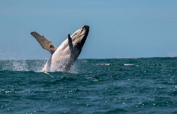 Voyage sur-mesure, La riche faune de Kaikoura