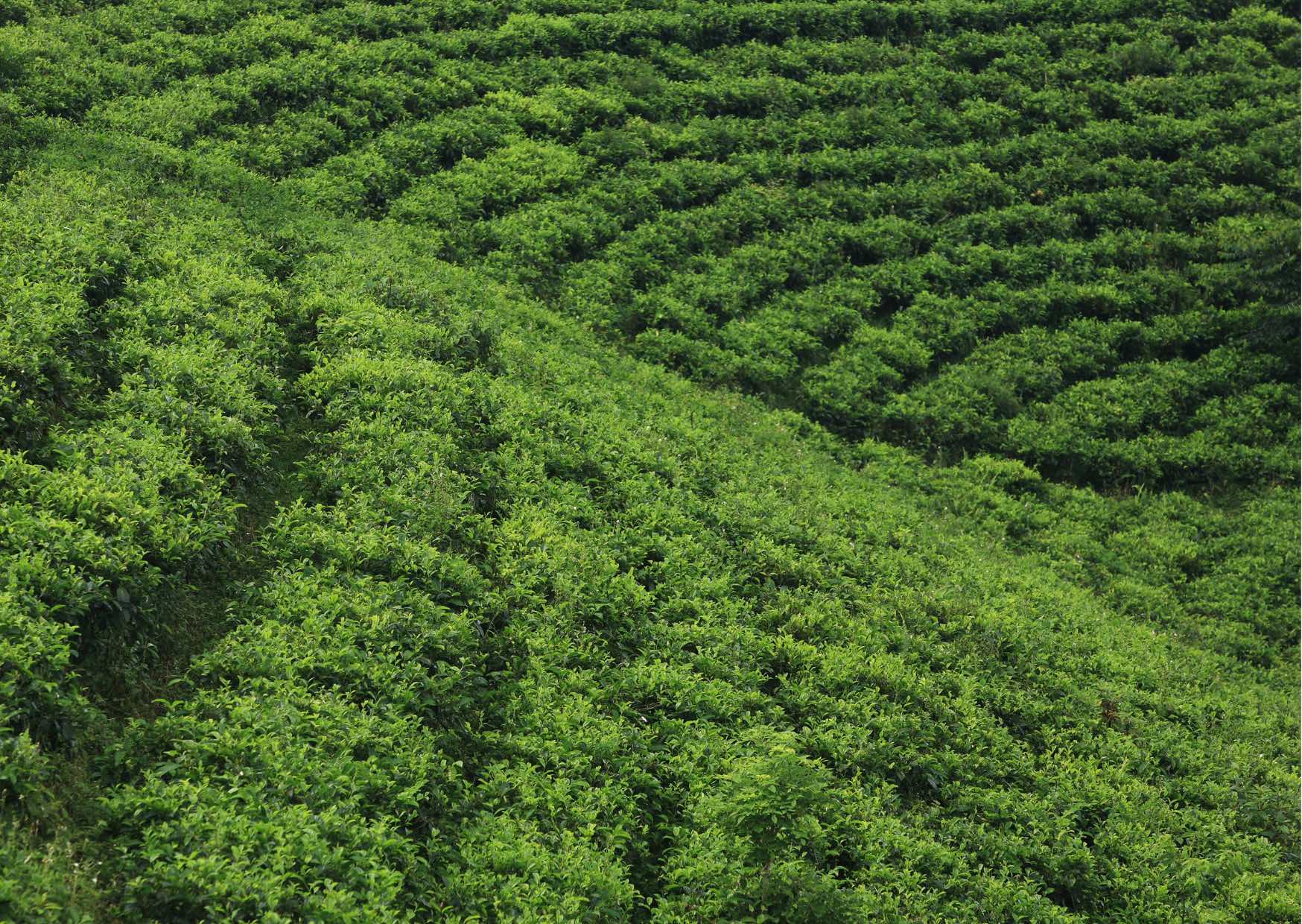 Voyage sur-mesure, Les plantations de thé et de café du sud du Laos