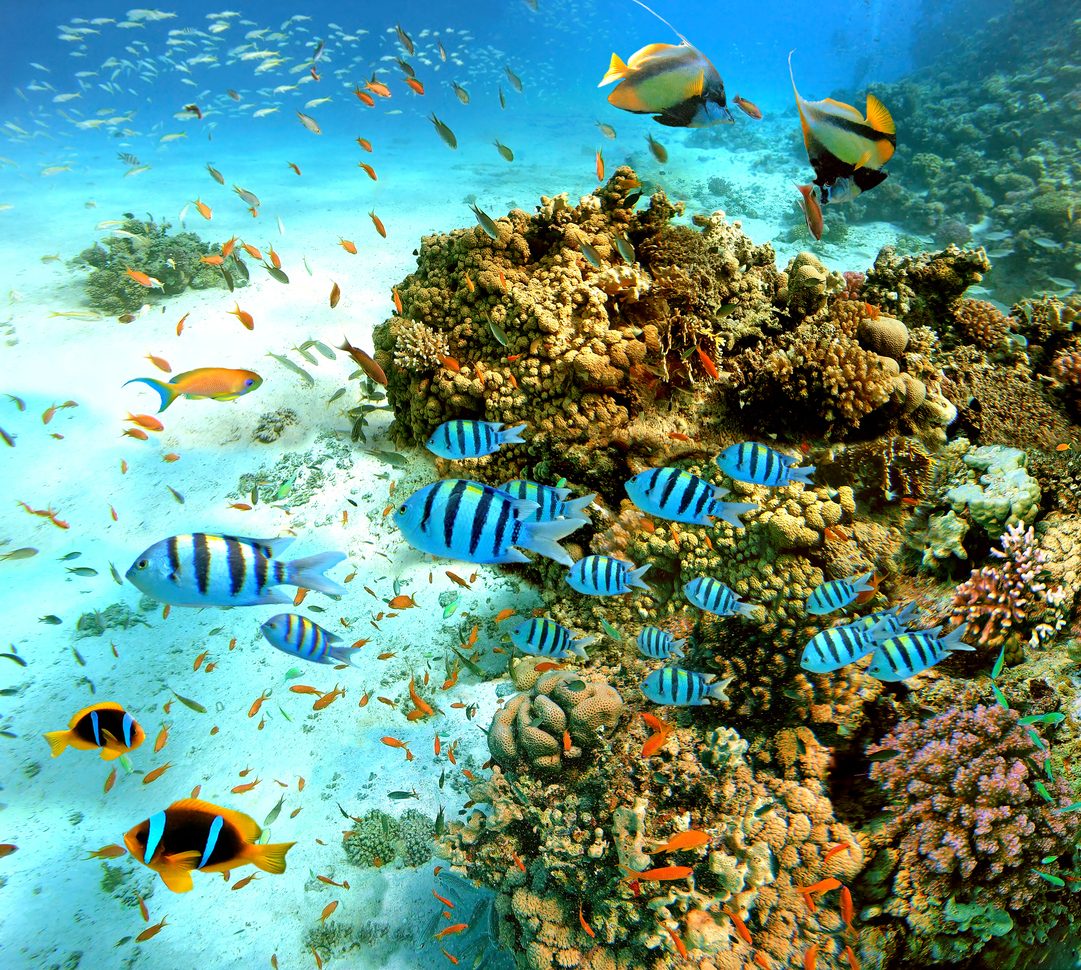 Voyage sur-mesure, Plongée en mer rouge
