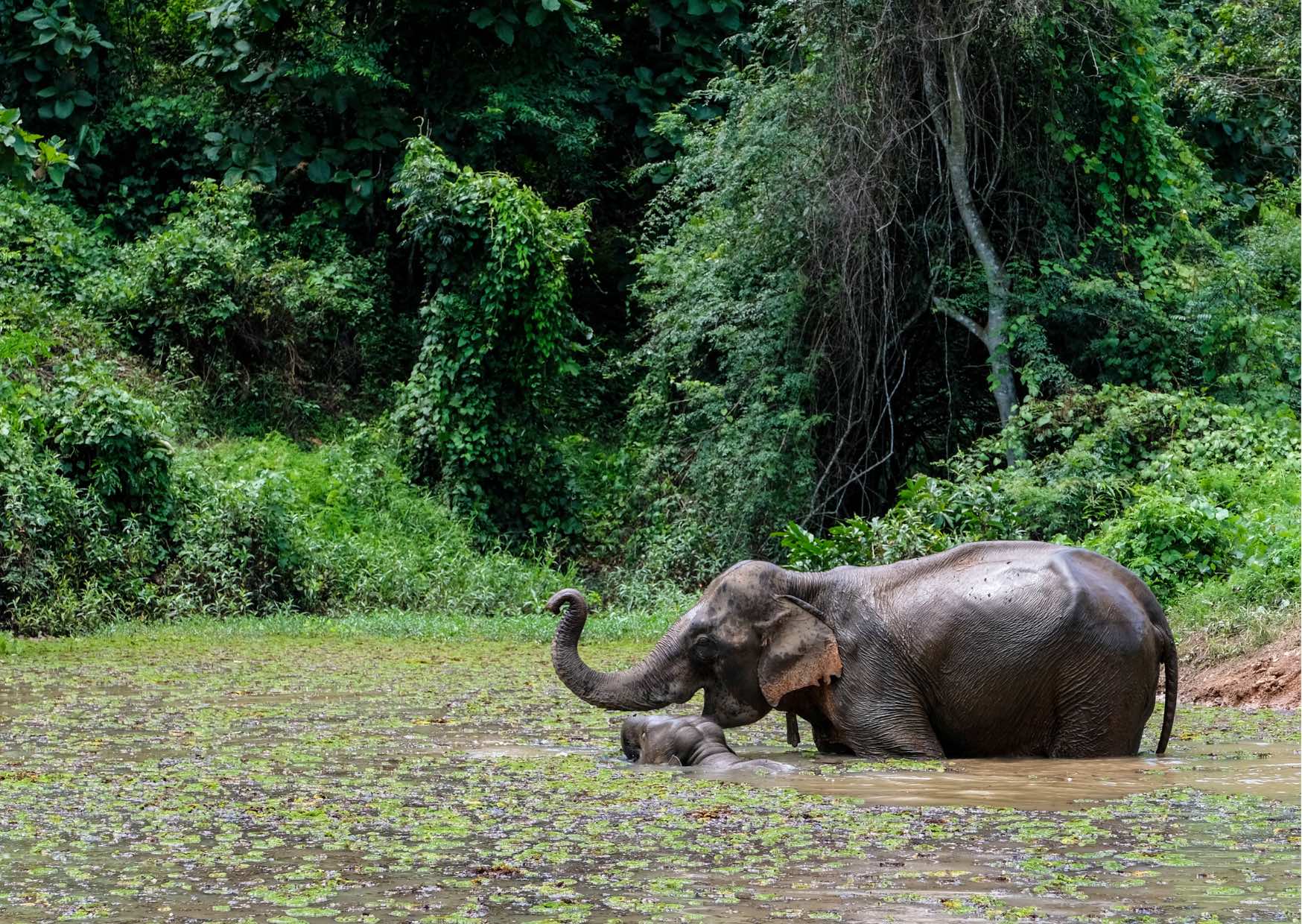 Voyage sur-mesure, Pourquoi le Laos est surnommé “le pays du million d’éléphants” ?