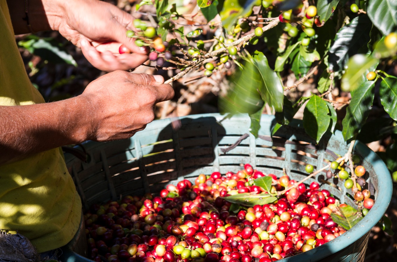 Voyage sur-mesure, L'histoire du café au Costa Rica