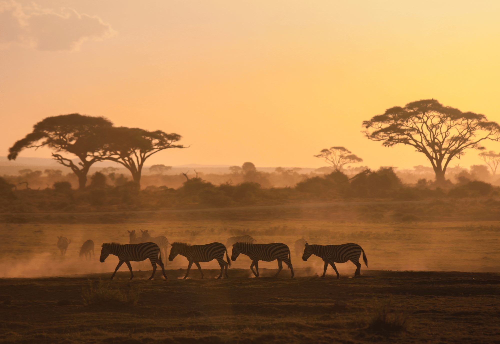 Voyage sur-mesure, Où faire un safari au Kenya