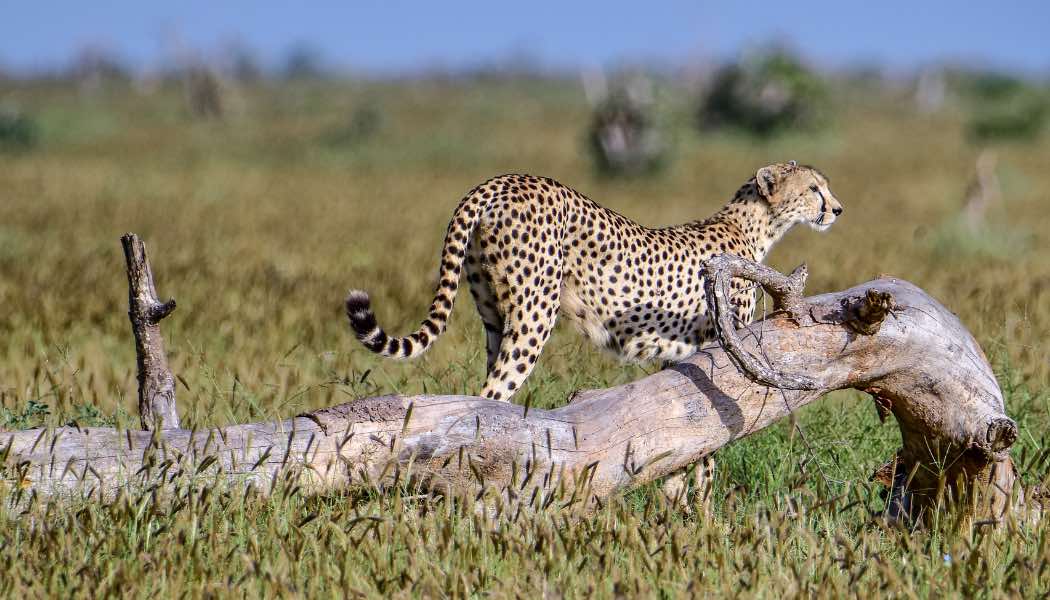 Voyage sur-mesure, Visiter le parc national de Tsavo au Kenya