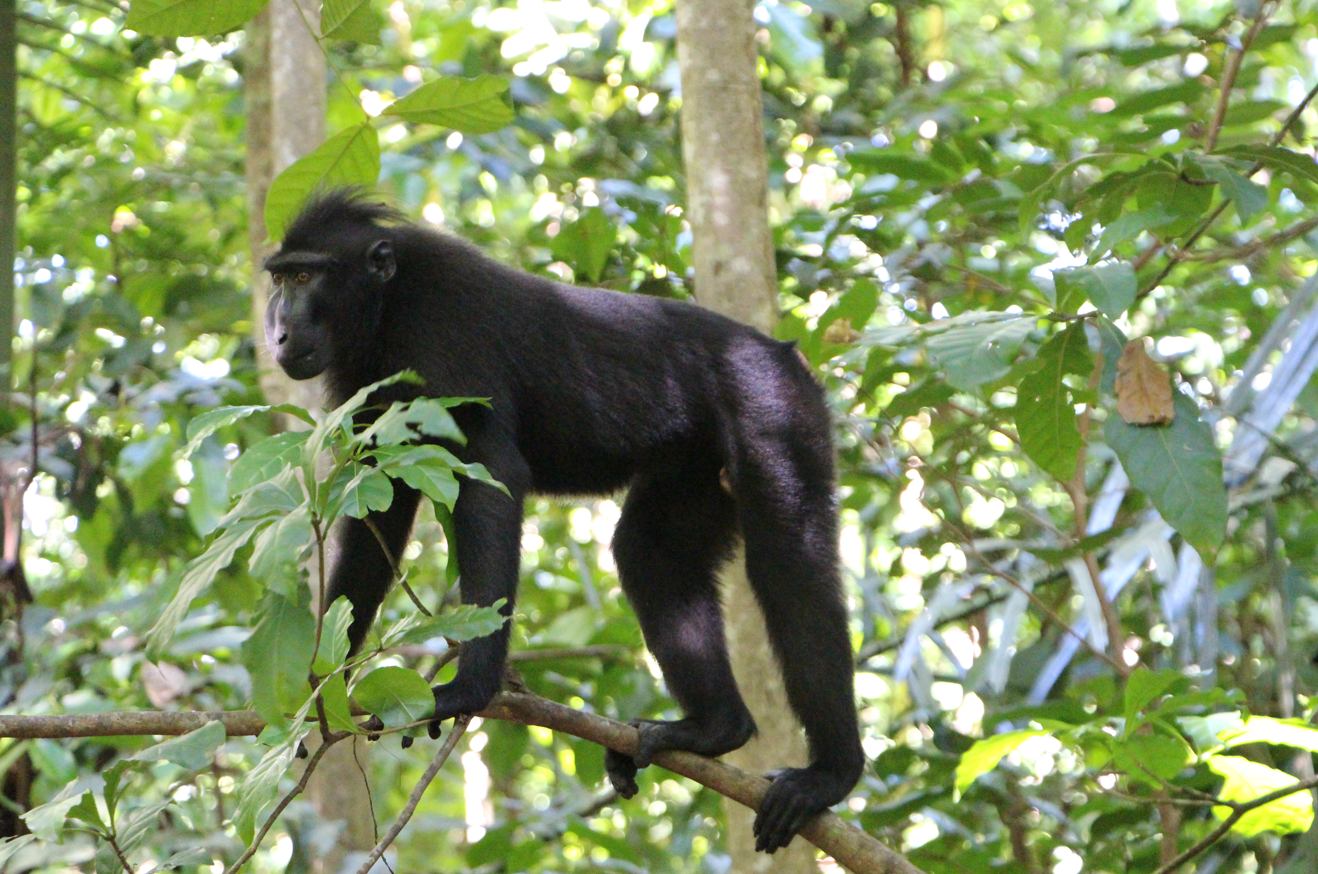 Voyage sur-mesure, Le parc national de Tangkoko