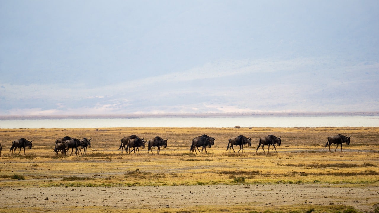 Voyage sur-mesure, Quels parcs nationaux voir dans le nord du pays ?