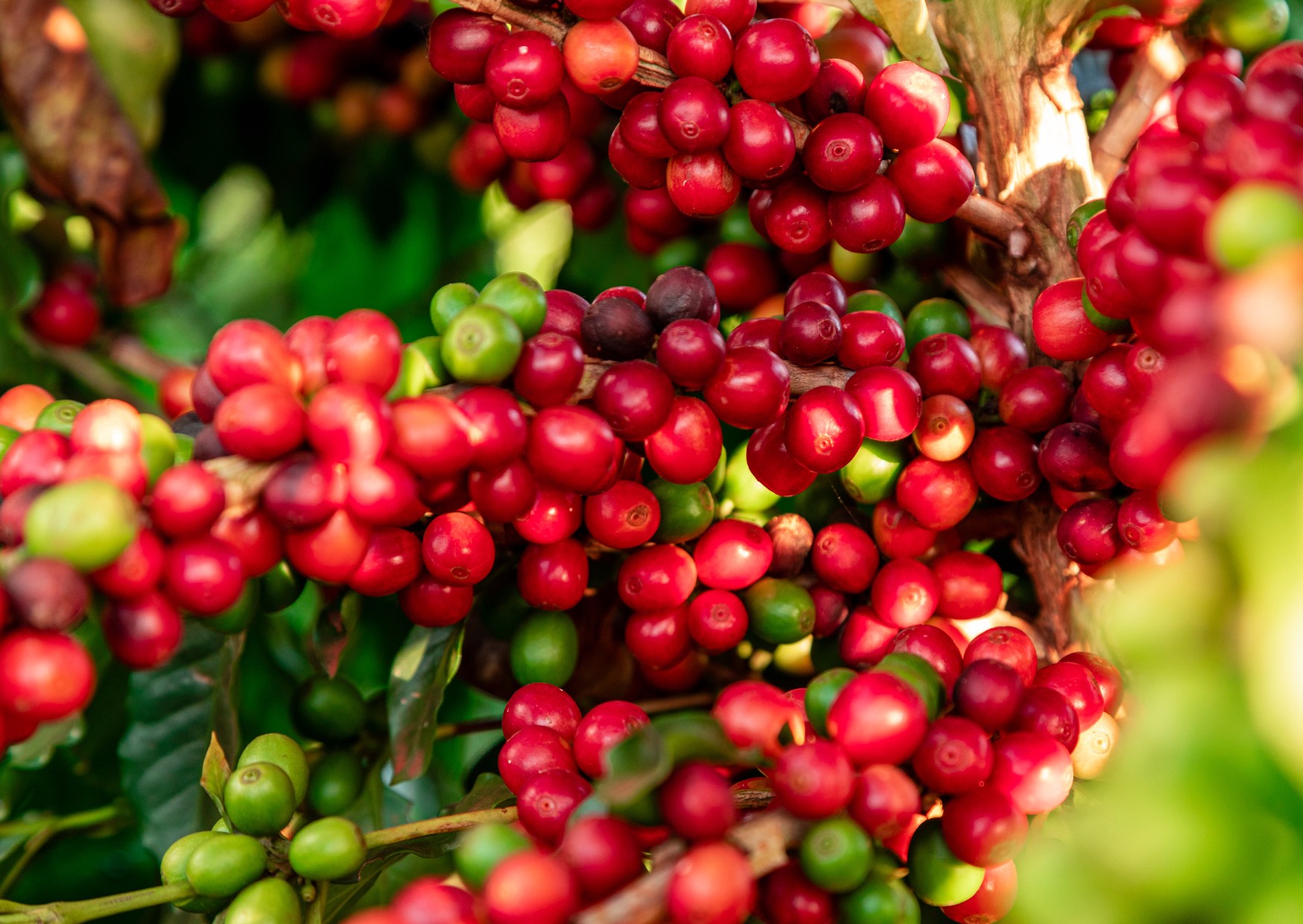 Voyage sur-mesure, Buon Ma Thuot, une terre de Café