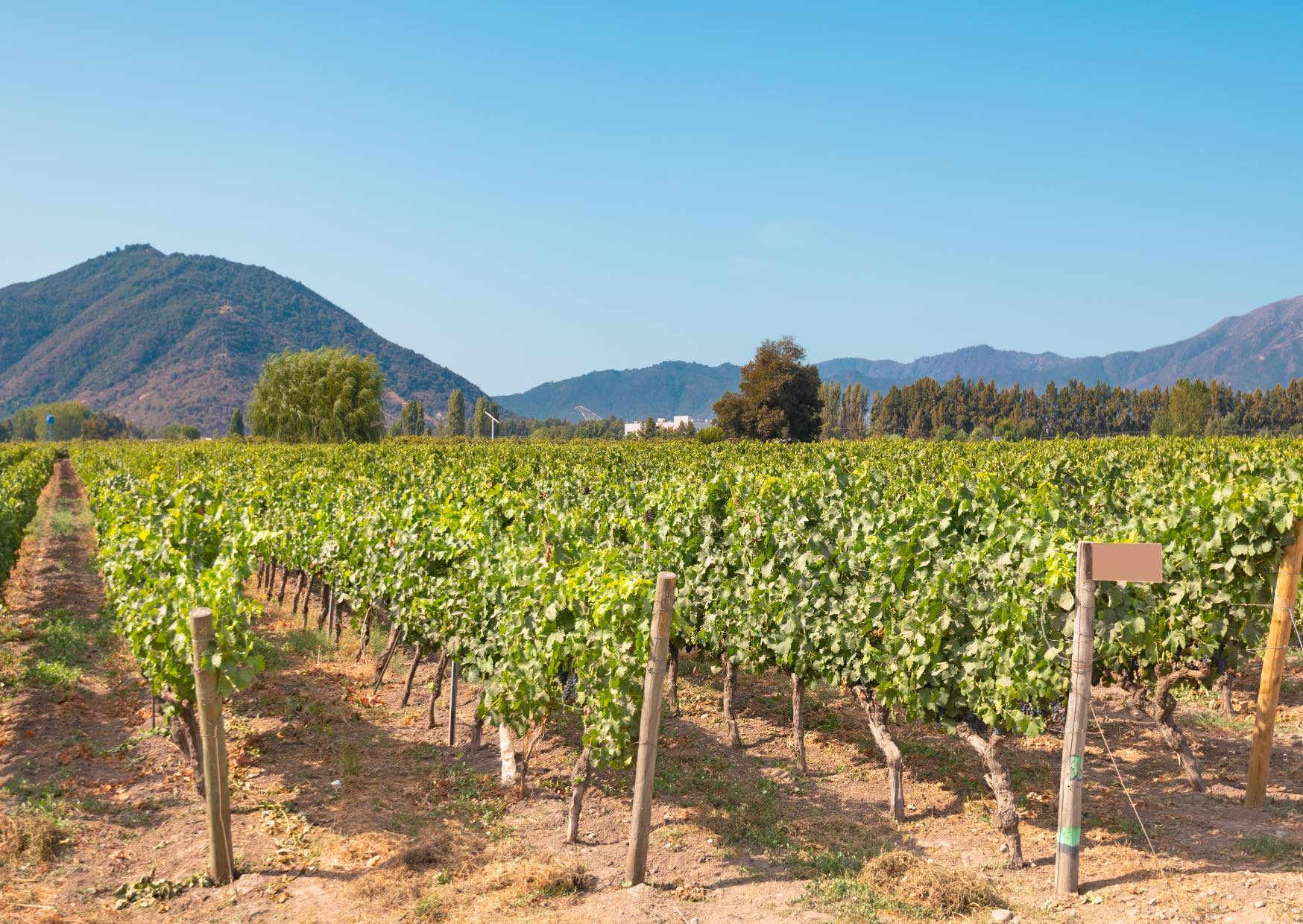 Voyage sur-mesure, Parcourir la route des vins au Chili