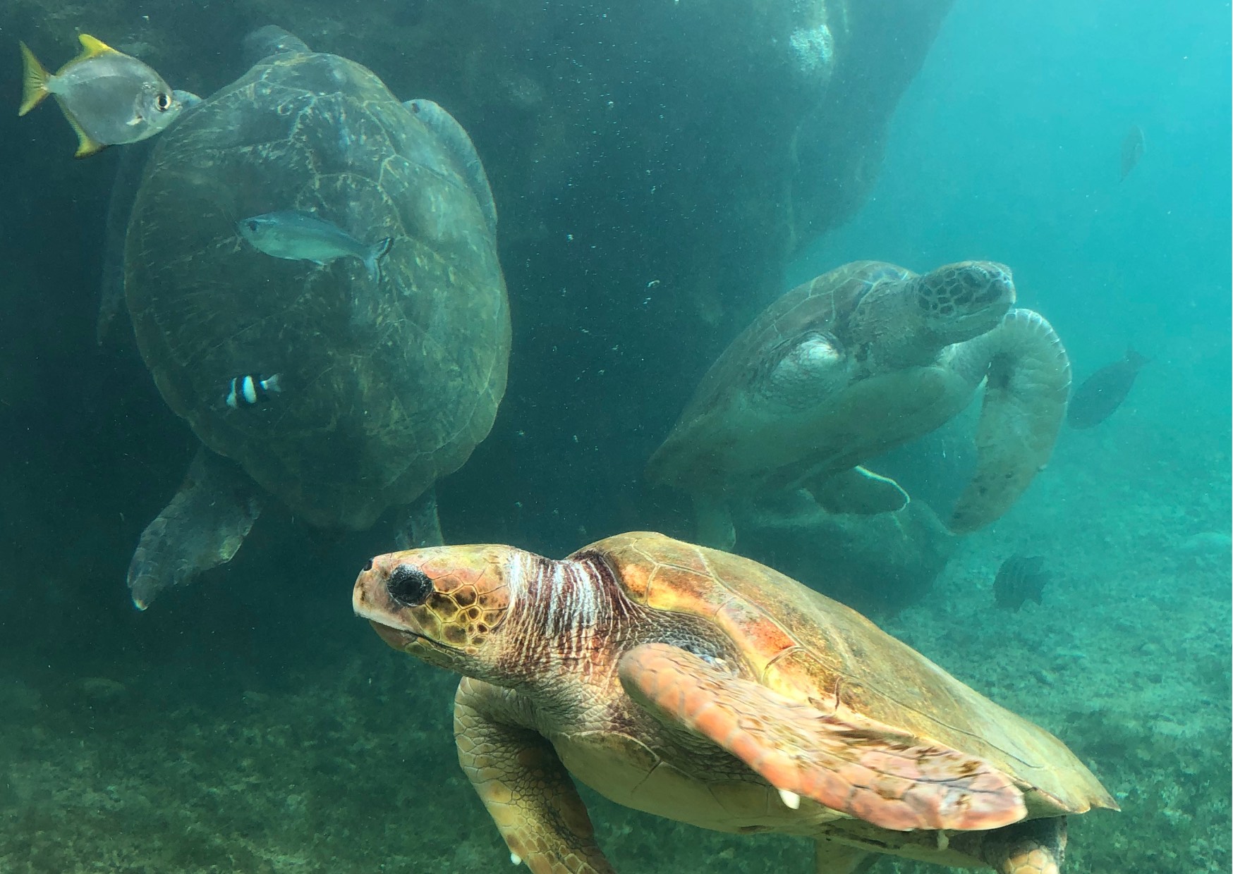 Voyage sur-mesure, Le centre Kélonia et ses tortues marines