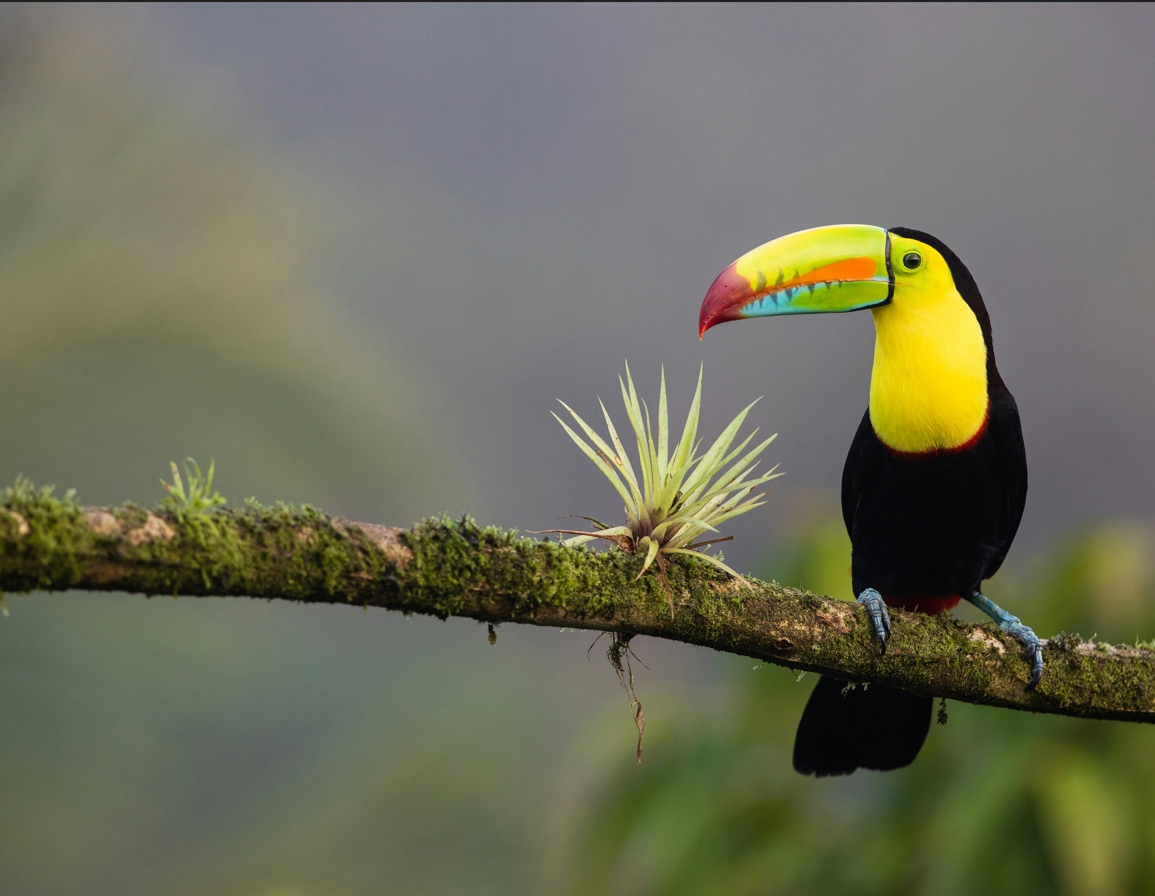 Voyage sur-mesure, Le parc Carara, un paradis pour les oiseaux