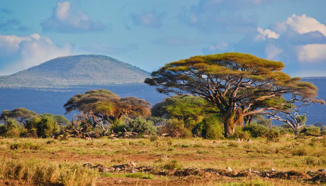 Voyage sur-mesure, Où voir le Kilimandjaro au Kenya ?
