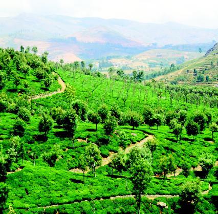 Voyage sur-mesure, Munnar