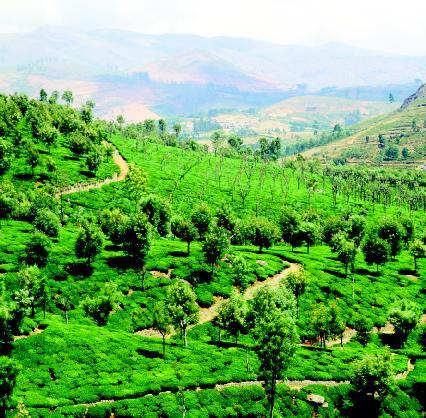 Voyage sur-mesure, Munnar