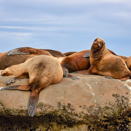 Voyage sur-mesure, L’Argentine sauvage – sur la trace des animaux