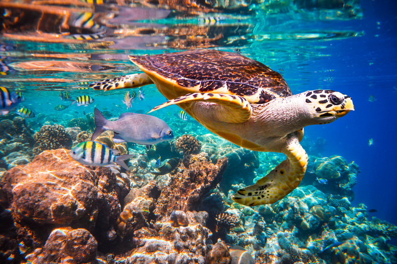Voyage sur-mesure, Voyage de noces Sri Lanka-Maldives