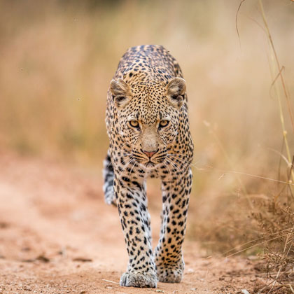 Afrique du Sud, safaris à pied et en 4x4 en réserve du Kruger