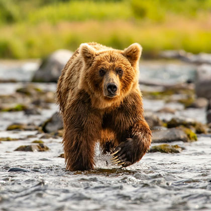 Alaska, la dernière frontière