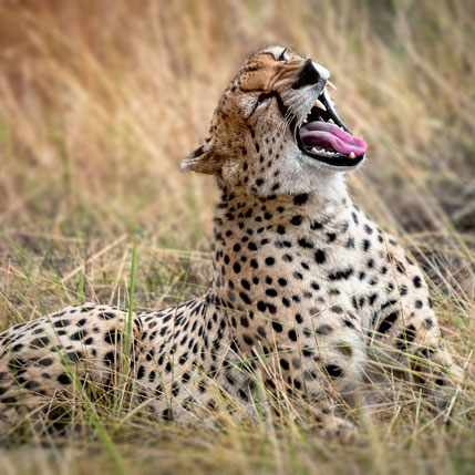 Voyage sur-mesure, Voyage de noces safari en Tanzanie
