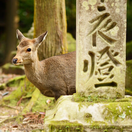 Voyage sur-mesure, Voyage au Japon en famille de Osaka à Tokyo