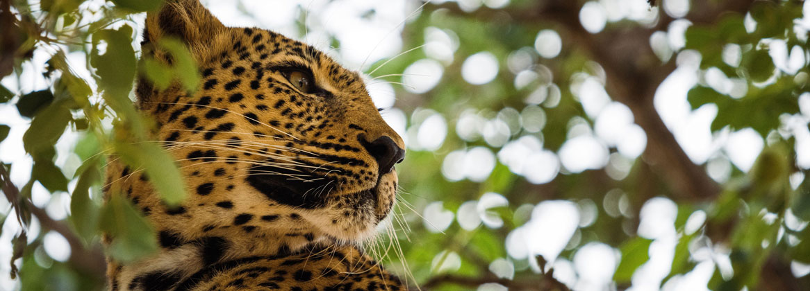 L'Afrique du Sud sans traitement: Paysages et animaux sauvages