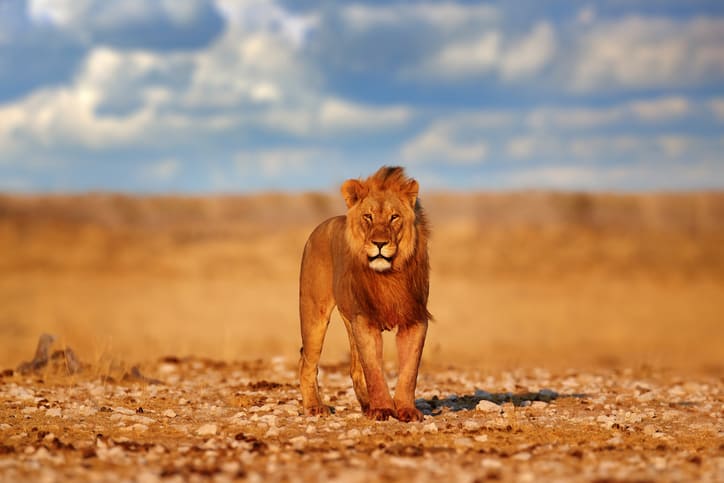 Voyage sur-mesure, L’Afrique du Sud en voiture de location