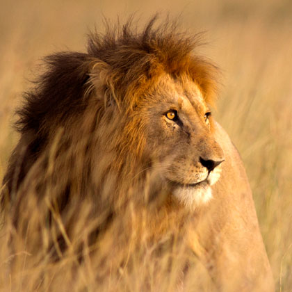 Le Kenya authentique