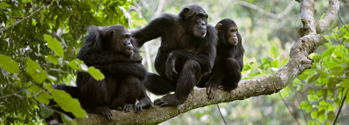 Safari gorilles au Rwanda