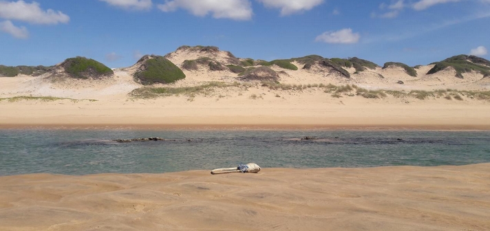 Voyage sur-mesure, Observation des baleines