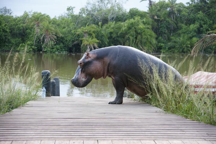 Voyage sur-mesure, Séjour à Saadani entre safari et plage