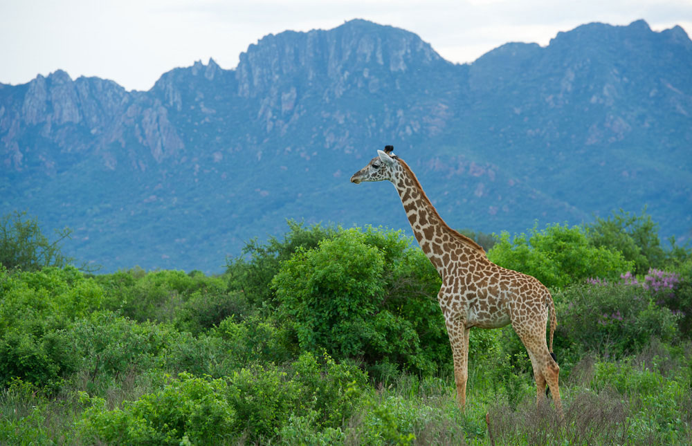 Voyage sur-mesure, Le Kenya authentique