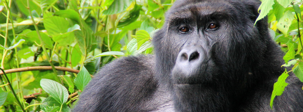 Voyage sur-mesure, L'essentiel de l'Ouganda: Safaris, Rencontres avec les Gorilles et Chimpanzés