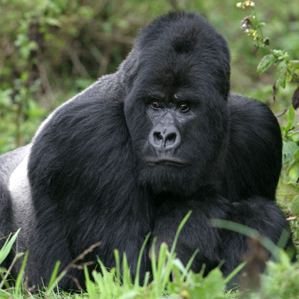 Safari gorilles au Rwanda
